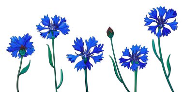 Bir grup mavi çiçek. Beyaz arka planda izole edilmiş parlak mavi çiçekler. Çiçek vektör çizimi, kusursuz sınır deseni.