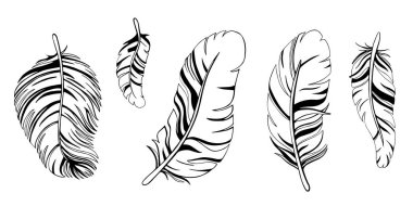 Farklı tüyler seti. Siyah beyaz çizim yap. Çizgi çizimi. Vektör illüstrasyonu beyaz arkaplanda izole edildi.