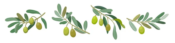 Four Olive Tree Branches Leaves Fruits Olive Set Vector Illustration — 스톡 벡터