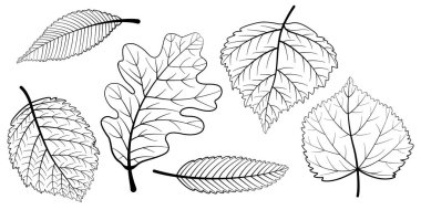 Grafik iskelet setini terk eder. Yaprak çizgisi çizimi beyaz arkaplanda izole edildi.