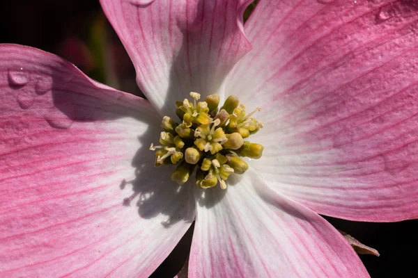 Květ cornus florida — Stock fotografie