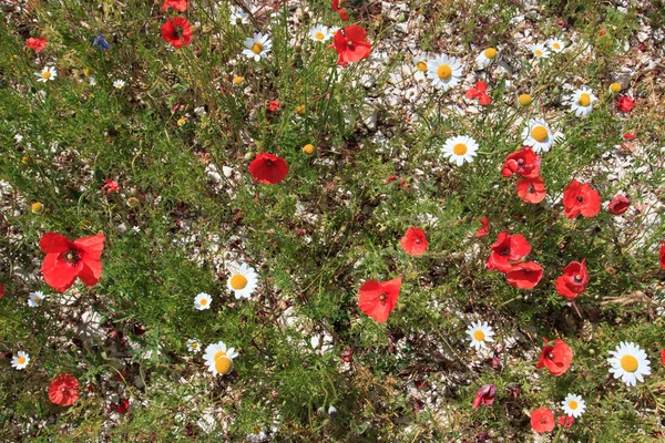 Kvetoucí v castelluccio di norcia — Stock fotografie