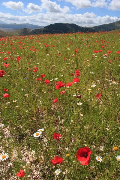 Blommande i castelluccio di norcia — Stockfoto