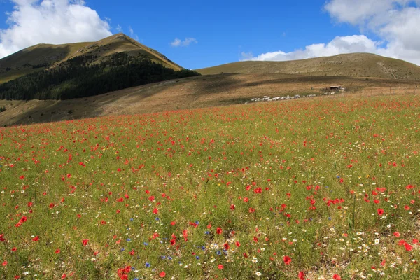 Flowering in Castelluccio di Norcia — Stock Photo, Image