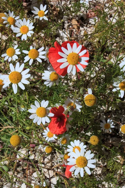 Flowering in Castelluccio di Norcia — Stock Photo, Image