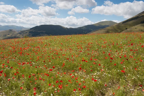 Bloei in castelluccio di norcia Rechtenvrije Stockfoto's