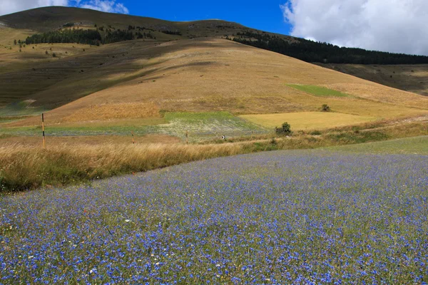 Castelluccio di norcia çiçekli — Stok fotoğraf