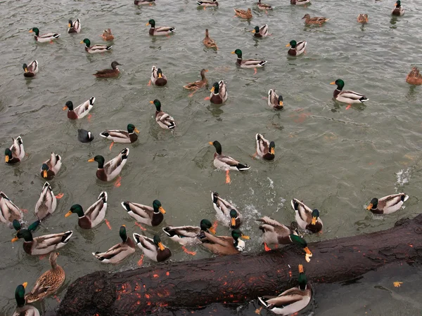 Yaban ördekleri — Stok fotoğraf