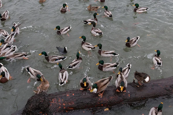 Mallards — Stock Photo, Image