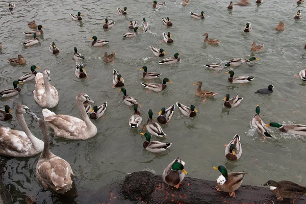 Swans and ducks in the lake — Stock Photo, Image