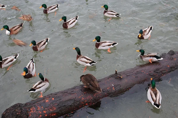 Mallards — Stock Photo, Image