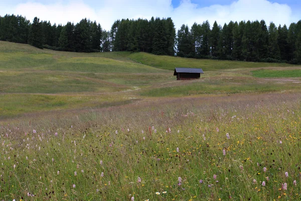 Alpe di Siusi — Stock Photo, Image