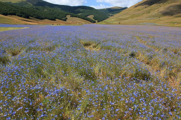 Castelluccio di Norcia — Stok fotoğraf