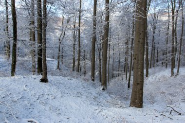 Kış Ormanı