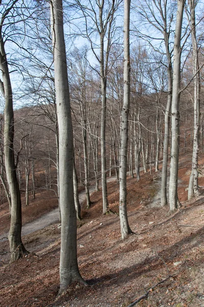 Bois de hêtre — Photo