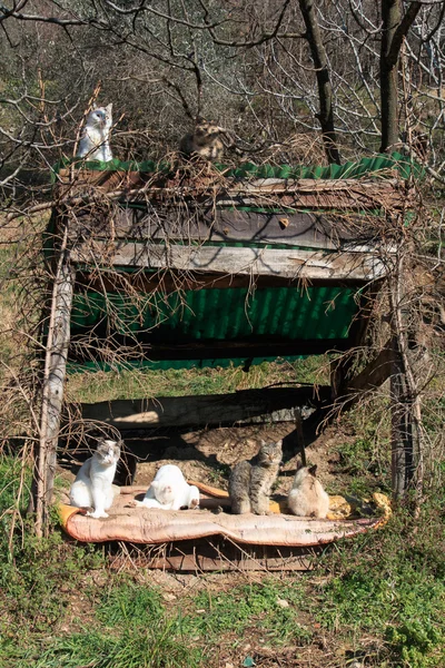 Katzen — Stockfoto