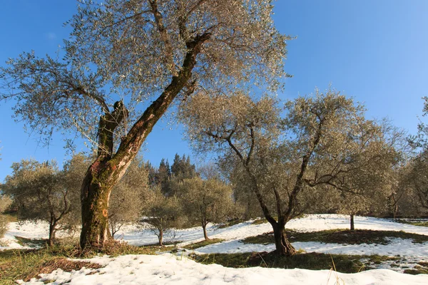 Olivenbaum — Stockfoto