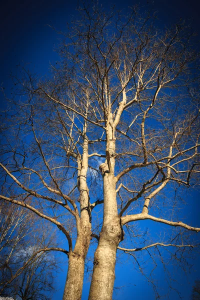 Sycamore. —  Fotos de Stock