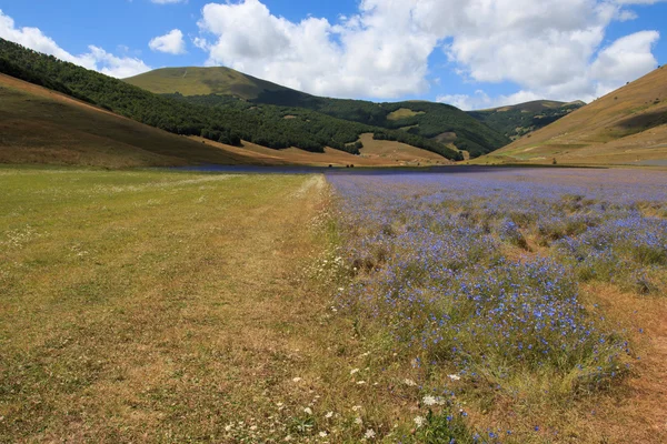 Castelluccio di Norcia - Monti Sibillini — Stockfoto