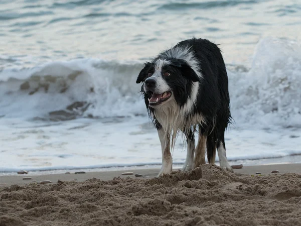 Collie fronterizo —  Fotos de Stock