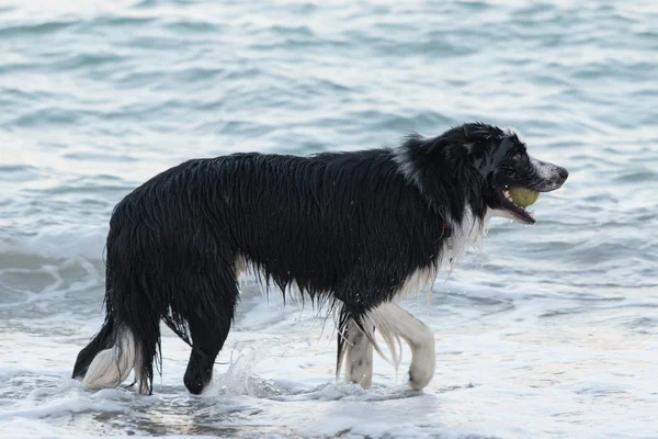 Collie fronterizo —  Fotos de Stock