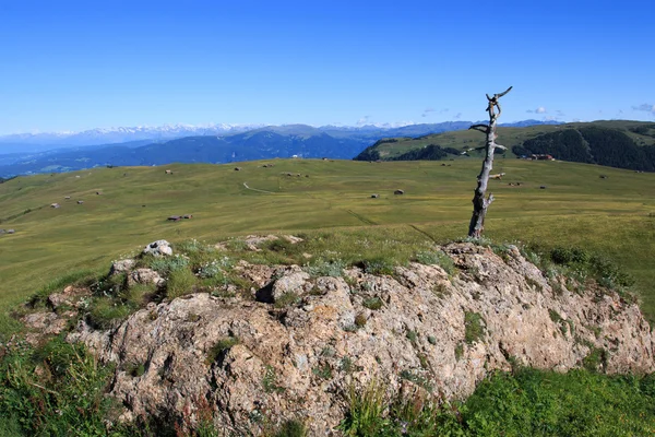 Seiser Alm (Trentino Alto Adige) — Stock Photo, Image