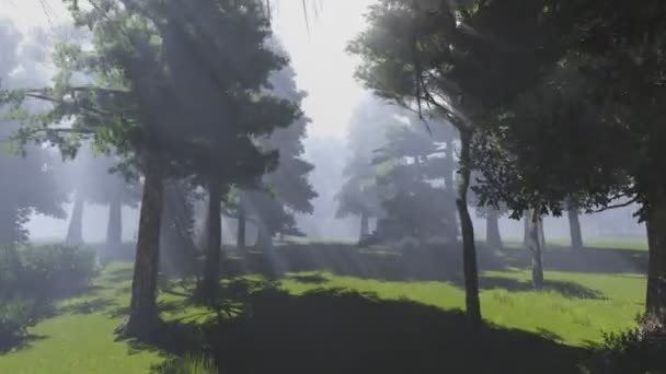 Зеленый лес . — стоковое видео