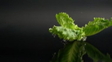 siyah arka plan üzerine düşen ıslak marul yaprakları 