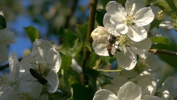 Biet flyger samlande pollen från träd blommor Äppelblom. — Stockvideo