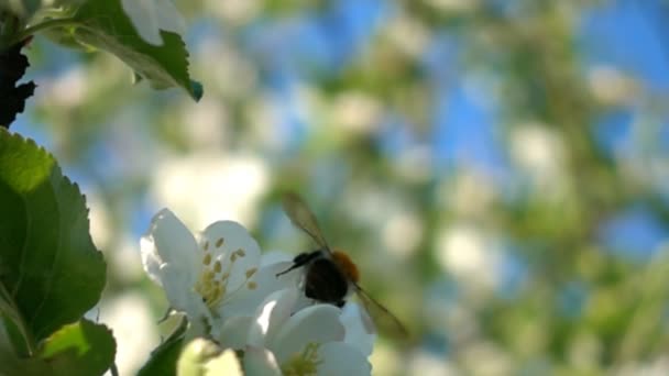 Biene arbeitet in Zeitlupe an Apfelblüten. — Stockvideo