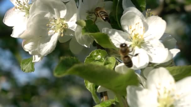 Lassú mozgás méhek repülő gyűjtése pollen a virágok Virágszálnak Apple tree. — Stock videók