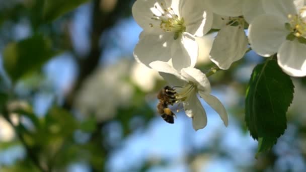 Slow motion biet flyger pollinerande fruktträd att göra honung närbild — Stockvideo