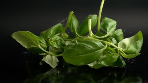 Basil vallen op zwarte oppervlakte in slow motion — Stockvideo