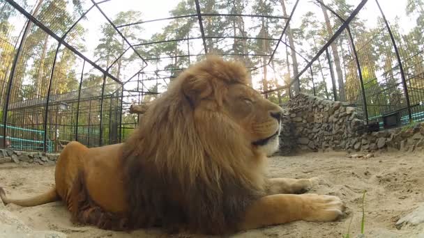 Närbild av lejon med resten i en zoo-bur. — Stockvideo