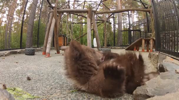 Смішний коричневий ведмідь дитина грає з лапами — стокове відео