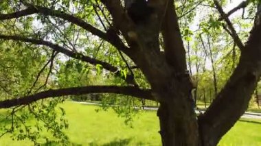 Mutlu küçük bir ağaç bahar güneşli bir günde birlikte üzerinde tırmanma çocuklar