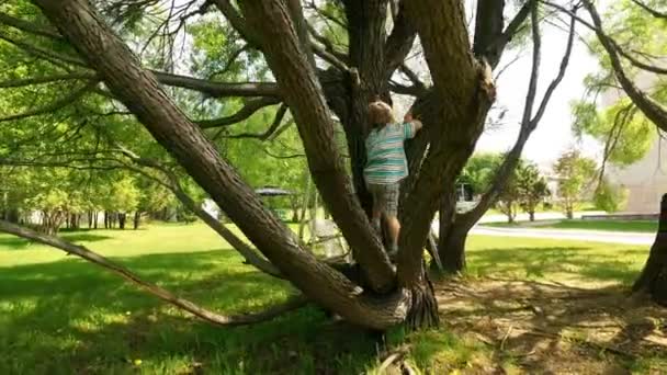 Klein kind klimmen op een boom — Stockvideo