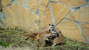 küçük fundalıklardır hayvanat bahçesinde oynarken