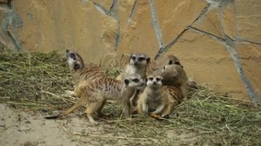 komik fundalıklardır güneşte oynarken