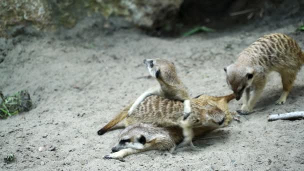 Erdmännchen schlafen und essen — Stockvideo