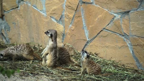 Groep van suricates baby's in dierentuin — Stockvideo