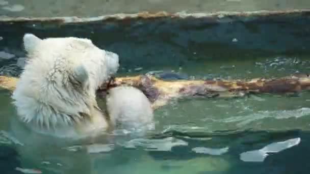 Πολική αρκούδα σκύμνος παίζουν στην πισίνα — Αρχείο Βίντεο