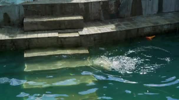 Cachorro de oso polar se sumerge en la piscina del zoológico — Vídeo de stock