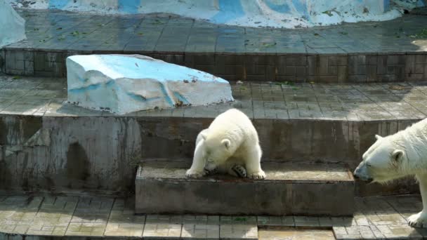 Oso polar cachorro con su madre — Vídeos de Stock