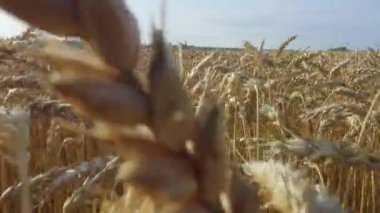 Altın olgun buğday kulakları. Parlak olgun tahıl tarlası - mavi gökyüzüne karşı sarı buğday - hasat ediliyor