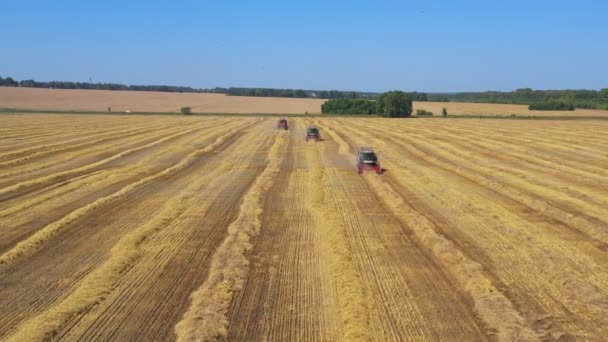 Łączy Się Jedną Kamerę Trzy Kombajny Odświeżają Pszenicę — Wideo stockowe