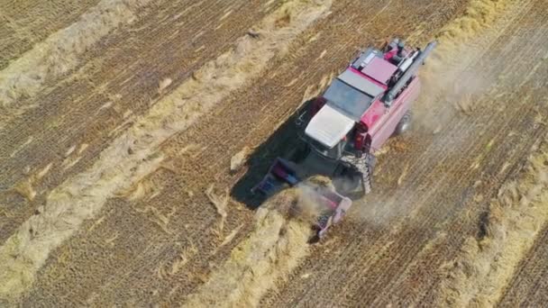 Bovenaanzicht Van Gecombineerde Oogsttarwe Combineer Oogstoogst Rijpe Gouden Tarwe Het — Stockvideo