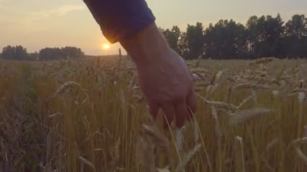 Агроном Проверяет Готовность Урожая Золотые Колосья Пшеницы Фоне Заката Фермер — стоковое видео