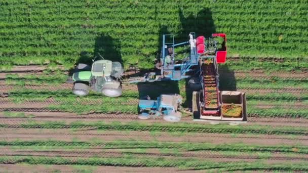收获胡萝卜 带有输送机的收割机收集成熟的胡萝卜 一辆拖拉机在附近行驶 胡萝卜装在拖车的集装箱里 — 图库视频影像