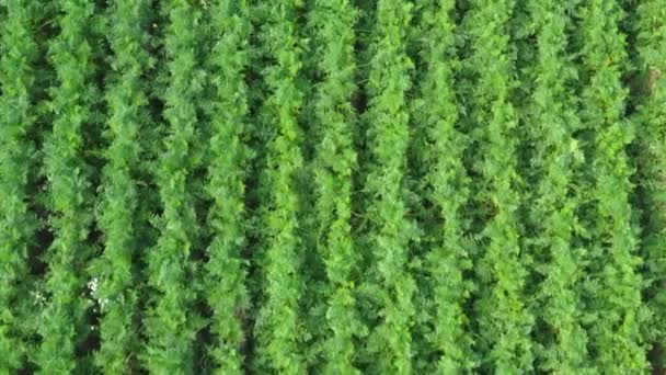 Filas Verdes Zanahorias Una Maravillosa Cosecha Verduras — Vídeo de stock
